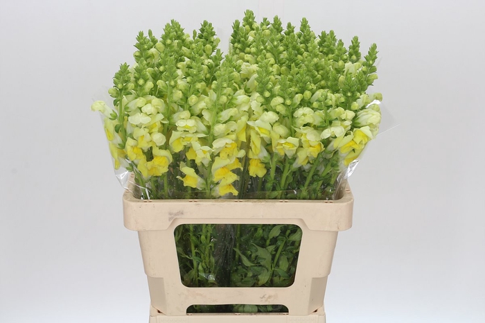 <h4>Antirrhinum Potomac Yellow</h4>