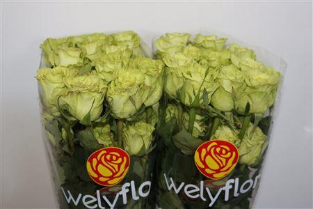 <h4>R GR SUPERGREEN</h4>