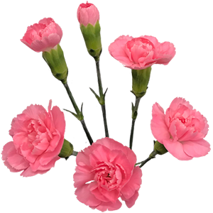 DIAN.TR. Pink Pigeon