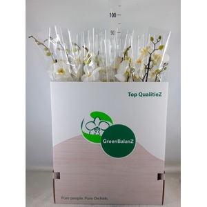 Phalaenopsis   ...white