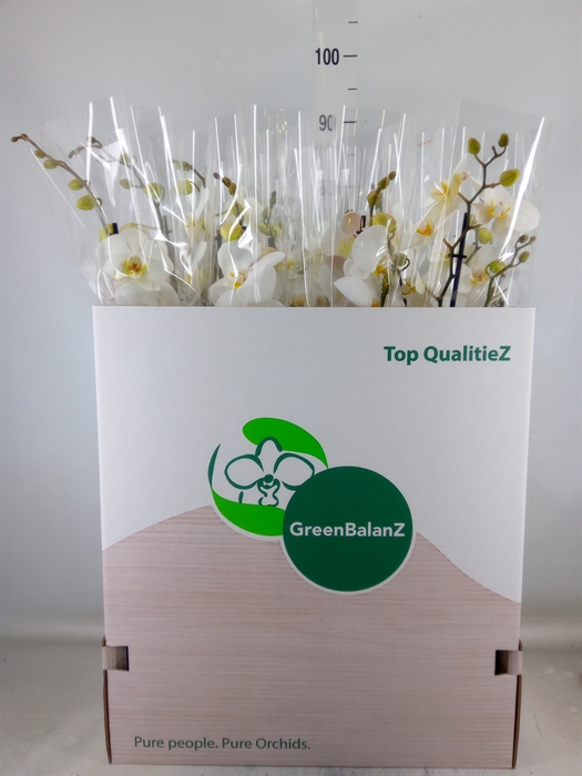 <h4>Phalaenopsis   ...white</h4>