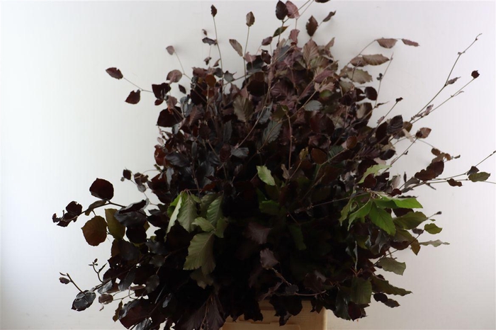 <h4>Fagus Sylvatica</h4>
