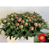 Paeonia L Flame