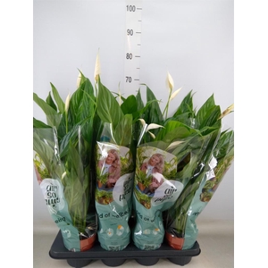 Spathiphyllum  'Sweet Chico'