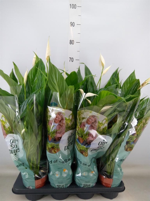 <h4>Spathiphyllum 'Sweet Chico'</h4>