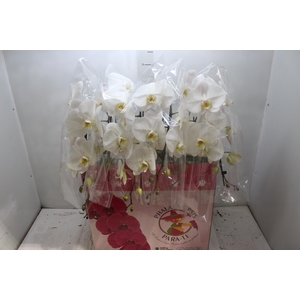 PHALAENOPSIS CASCATA P15 BRANCO MIN 8 FLS