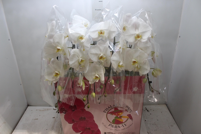 <h4>PHALAENOPSIS CASCATA P15 BRANCO MIN 8 FLS</h4>