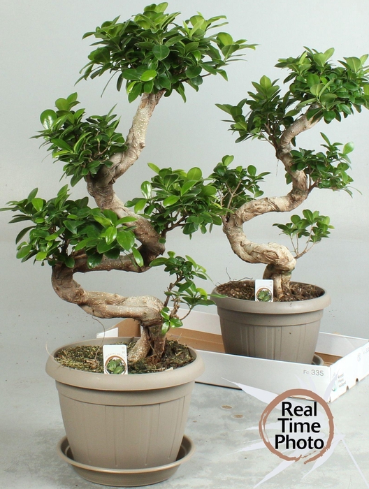 <h4>FIC MI GINSENG</h4>