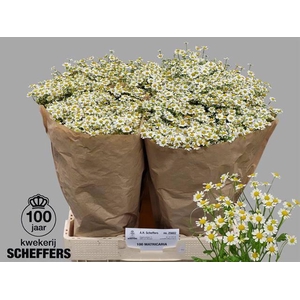 TANA PA SINGLE VEGMO