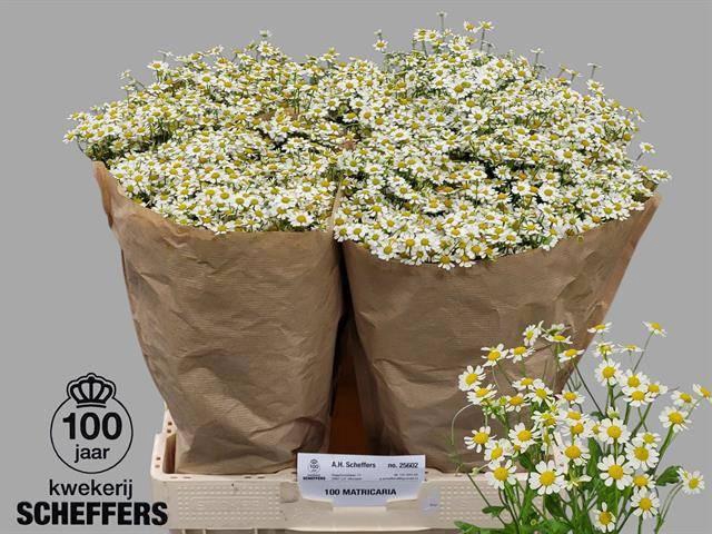 <h4>Tana Pa Single Vegmo</h4>