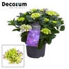 Hydrangea Bol Blue 7 - 12 kop (Decorum)