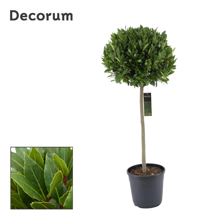 <h4>Laurus nobilis Bol op stam</h4>
