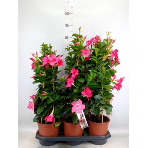 Mandevilla sand. 'SumStar Pink'