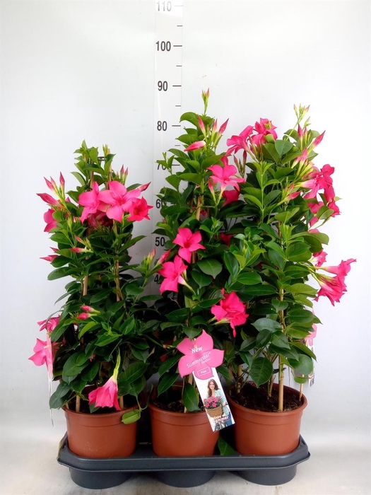 <h4>Mandevilla sand. 'SumStar Pink'</h4>