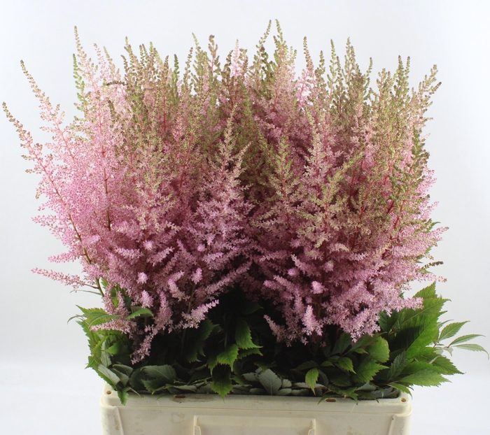 <h4>ASTIL AR ERIKA</h4>