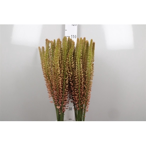 Eremurus Oase