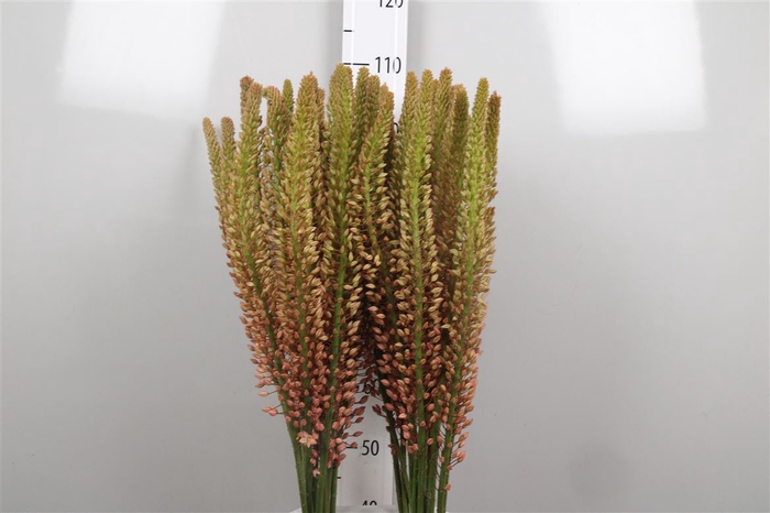 <h4>Eremurus Oase</h4>