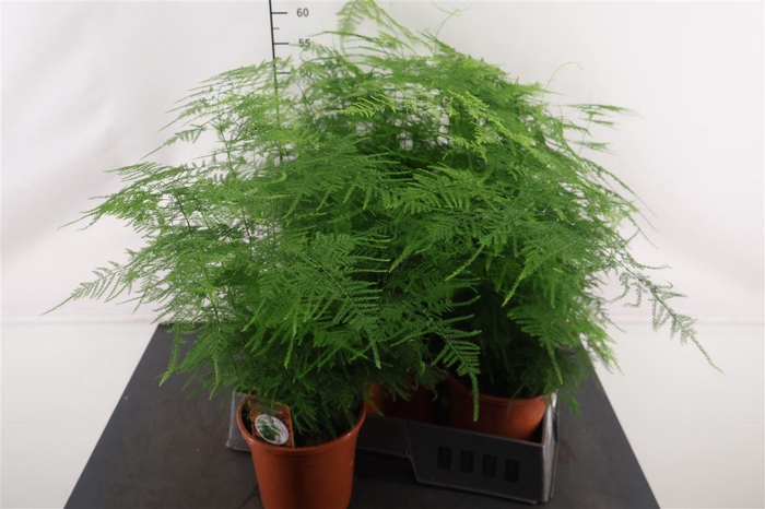 <h4>Asparagus 17 Cm. P. Setaceus</h4>