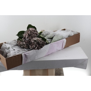 Hydr Terracotta Tinted Sel Box