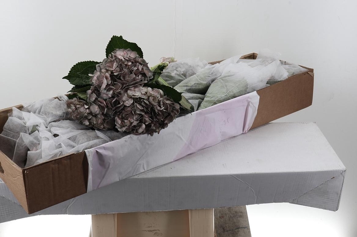 <h4>Hydr Terracotta Tinted Sel Box</h4>