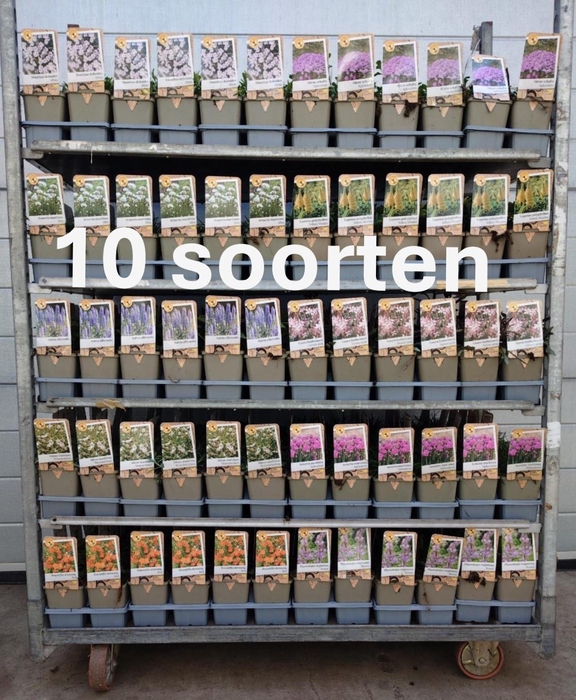 <h4>VASTE PL MIXK stock</h4>