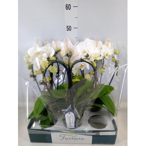 Phalaenopsis   ...white