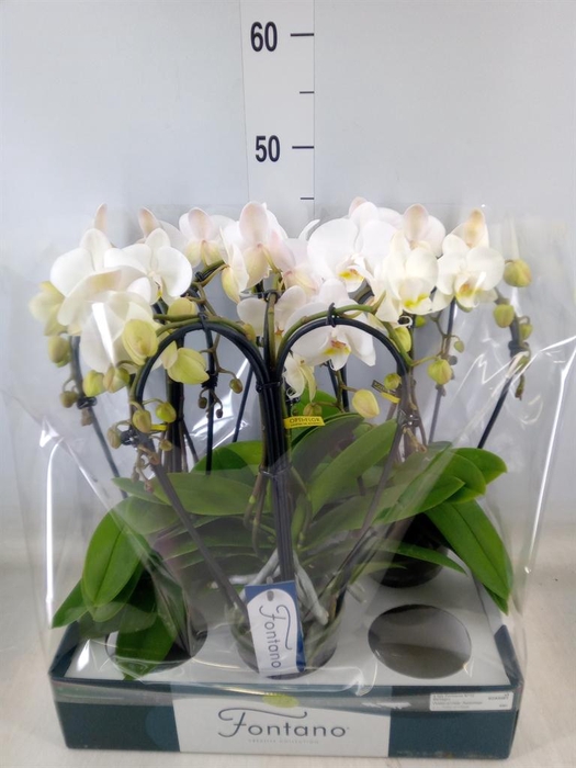 <h4>Phalaenopsis   ...white</h4>