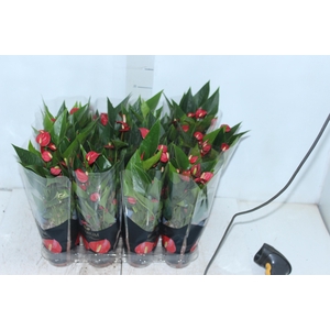 ANTHURIUM MINI MILLION FLOWERS P09