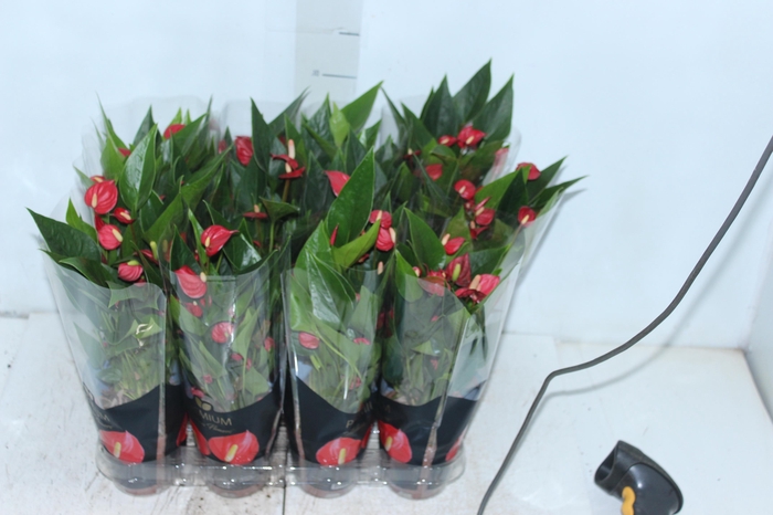 ANTHURIUM MINI MILLION FLOWERS P09