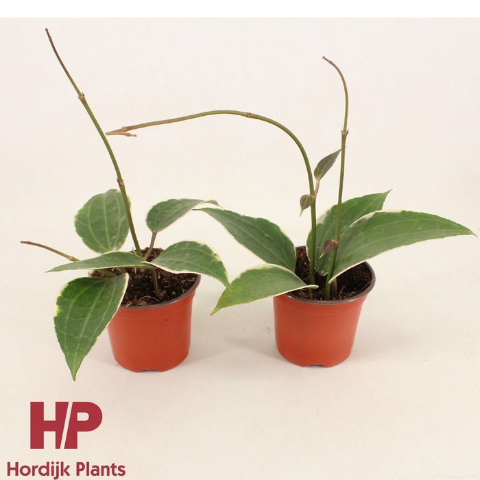 <h4>Hoya Latifolia Albomarginata P9</h4>
