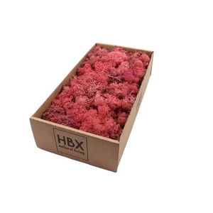 MOS REINDEER MOSS 500GR PINK