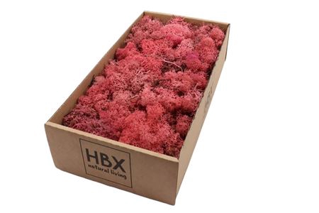 MOS REINDEER MOSS 500GR PINK