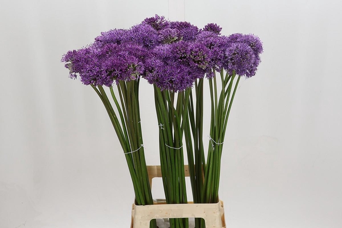 <h4>Allium Gladiator</h4>