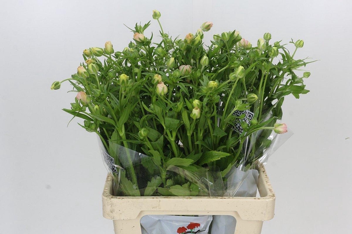 <h4>Ranunculus Butterfly Ariadne</h4>
