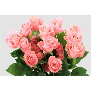 Rosa ec hermosa
