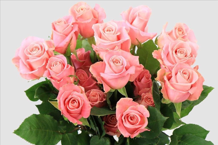 <h4>Rosa ec hermosa</h4>