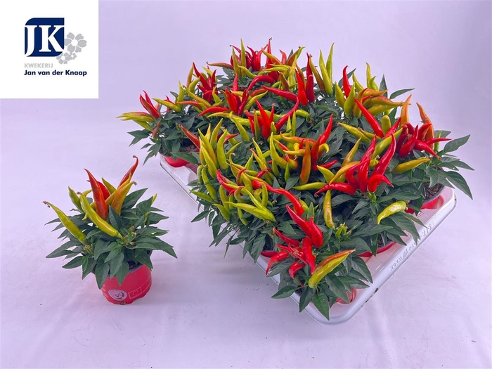 <h4>Capsicum Annuum Joker P10.5</h4>