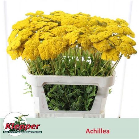 <h4>Achillea F Park Variety</h4>