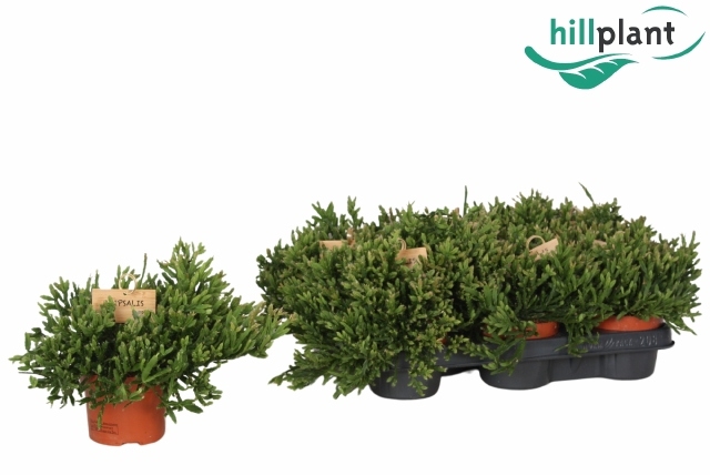 <h4>RHIPSALIS EWALDIANA</h4>