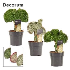 Euphorbia Lactea 12 cm Mix (Decorum)