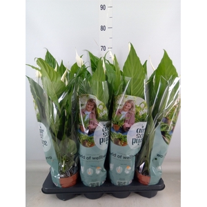 Spathiphyllum  'Sweet Chico'