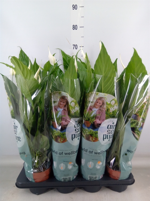 <h4>Spathiphyllum  'Sweet Chico'</h4>