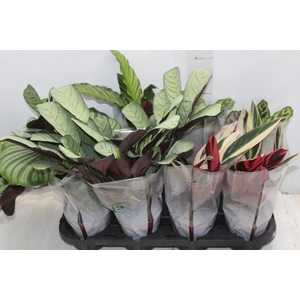 MARANTA VARIADO P12