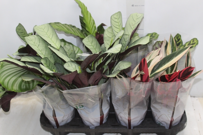 <h4>MARANTA VARIADO P12</h4>