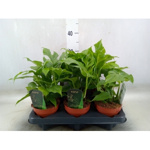 Rhaphidophora tetrasperma
