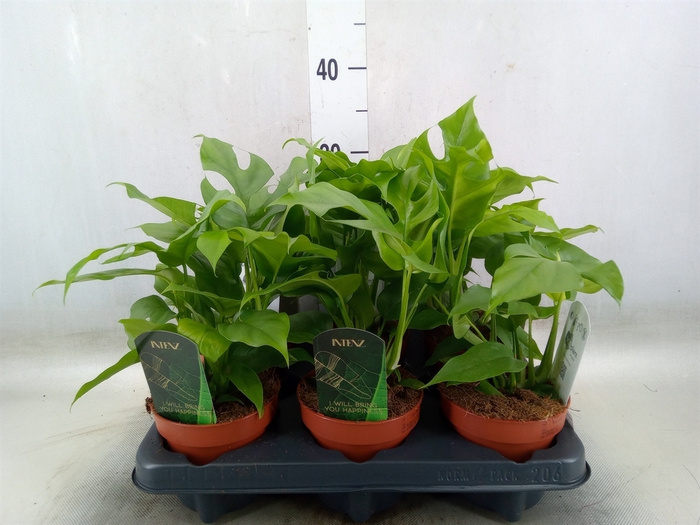 <h4>Rhaphidophora tetrasperma</h4>