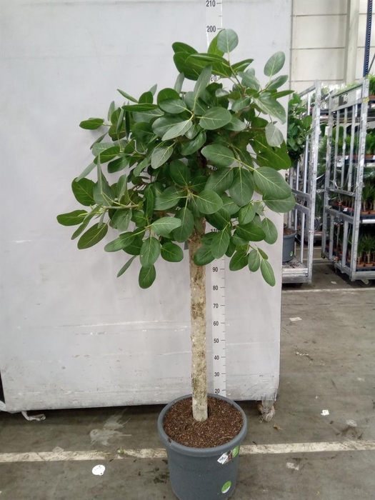 <h4>Ficus benghalensis 'Audrey'</h4>