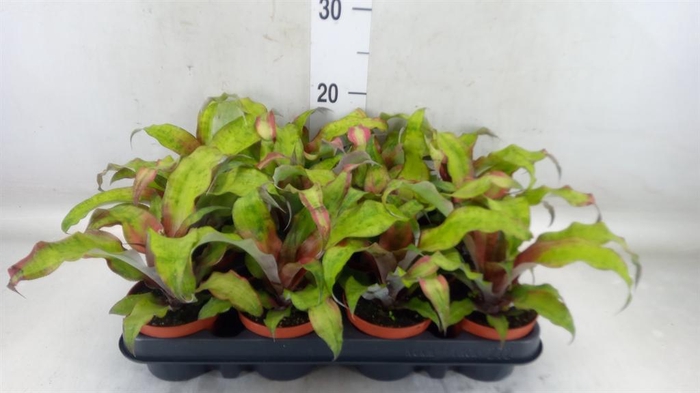 <h4>Cryptanthus 'Rubin Star'</h4>