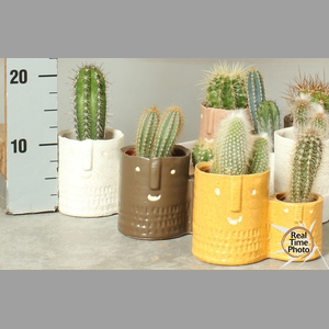 CACTUS OV