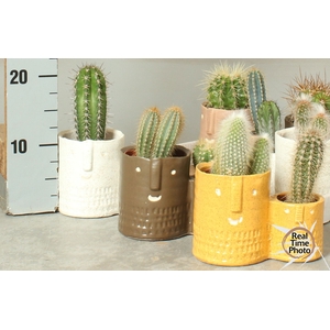 CACTUS OV